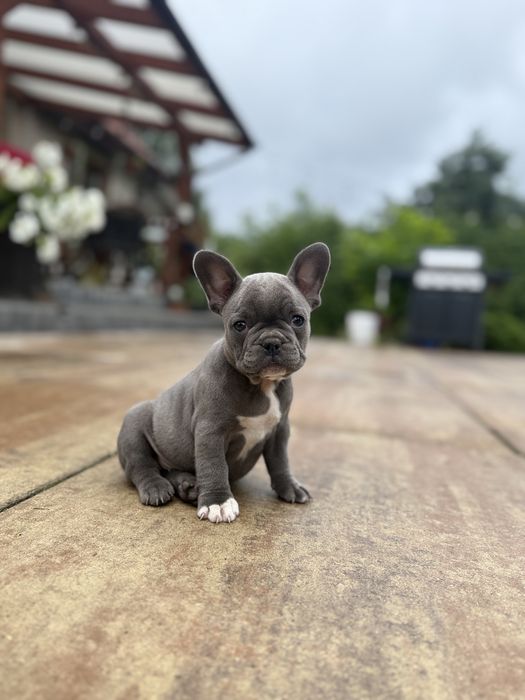 Buldog francuski Blue. Piekne zdrowe szczenięta