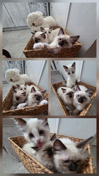 Kocięta Ragdoll szukają swoich domków