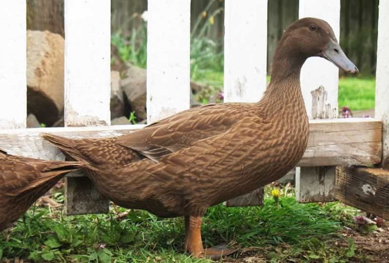 Інкубаційні яйця