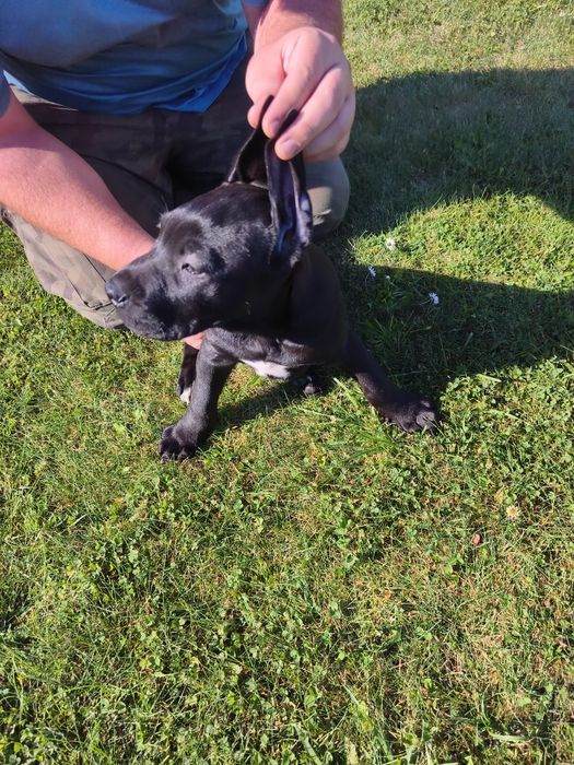Cane Corso piękny piesek