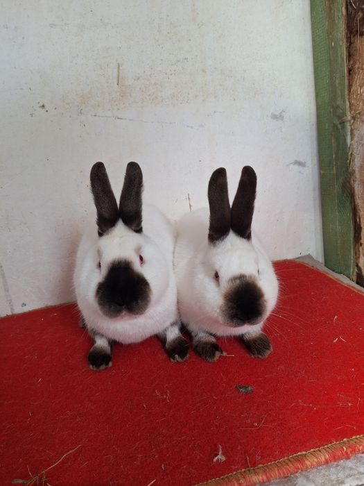 Samczyki Kalifornijski czarny