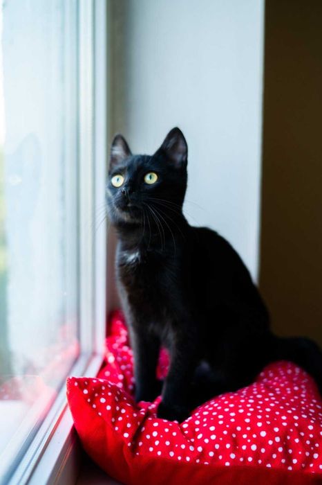 Ищет дом маленький котёнок мальчик!