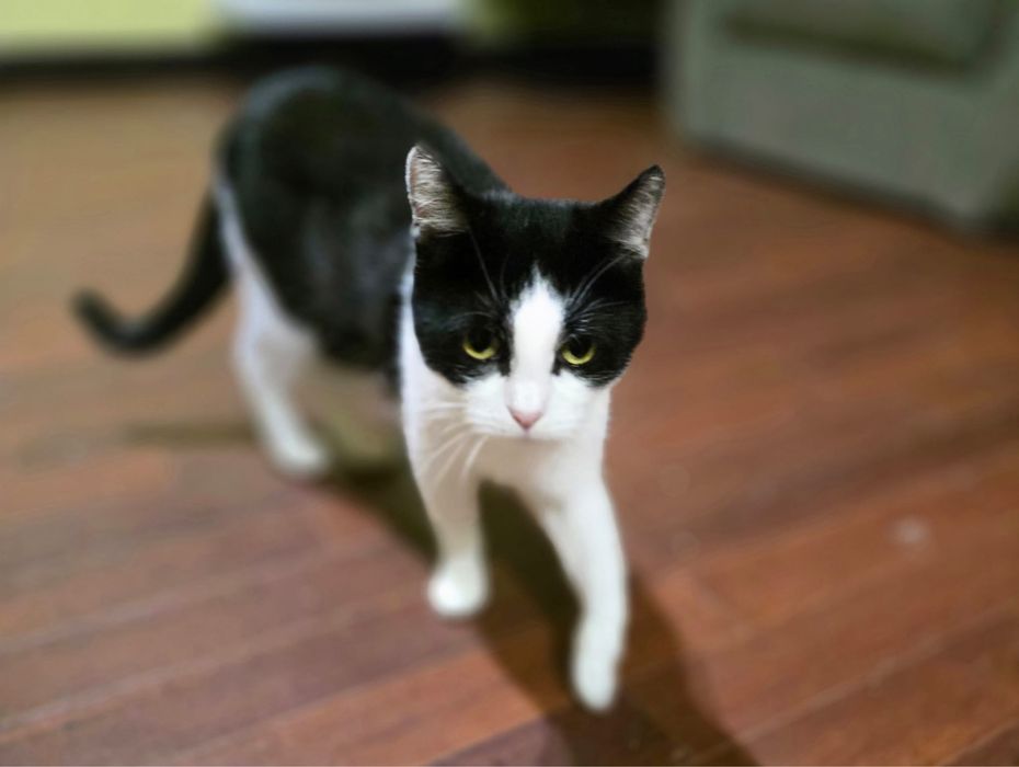 Kociaki szukają domków