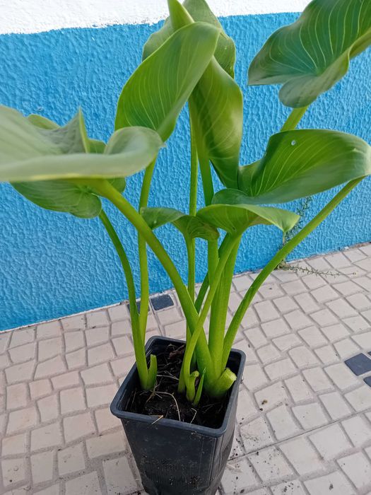 Planta jarro branco lirio calla, zantedeshia