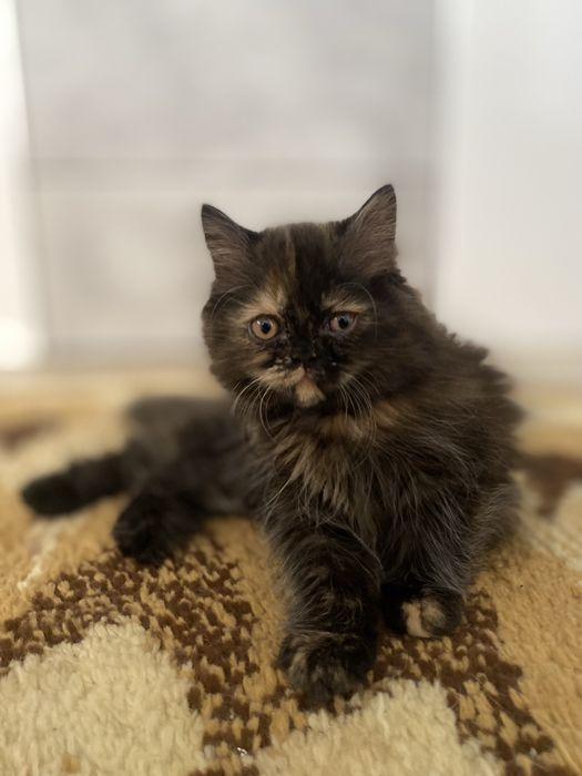 Gatinha persa tartaruga