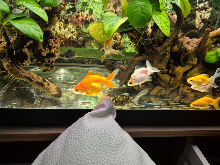 Peixe aqua fria (le o anúncio)