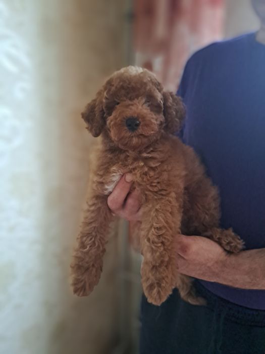 Пудель мальчик 4 мес