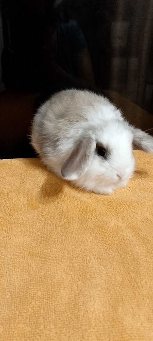Króliczki miniaturki