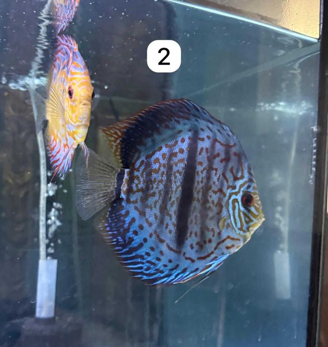 Discus adultos (varias strains)
