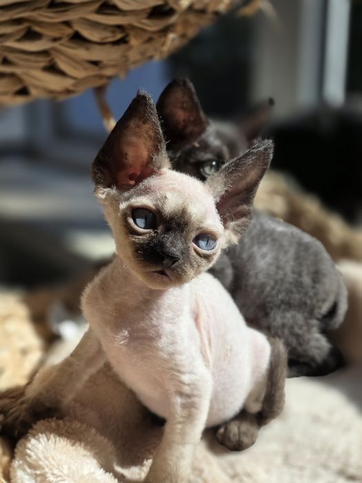 Devon Rex **Kocurek Niebieskoki**Do Rezerwacji