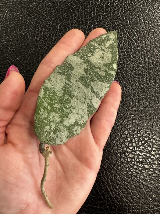 Хойя Caudata Gold