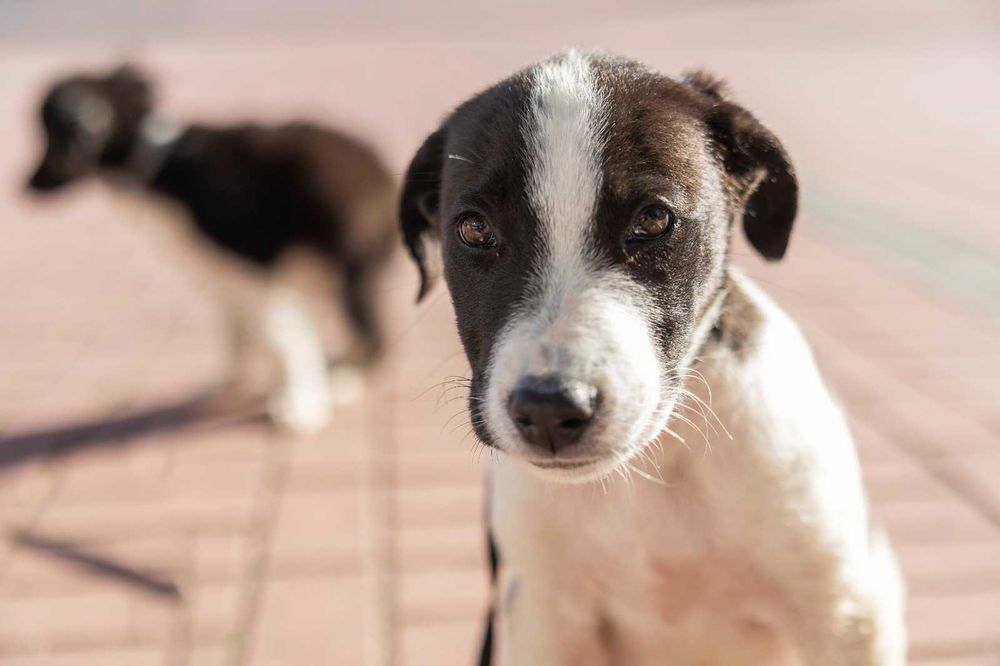 Cadelas bebés para adoção responsável