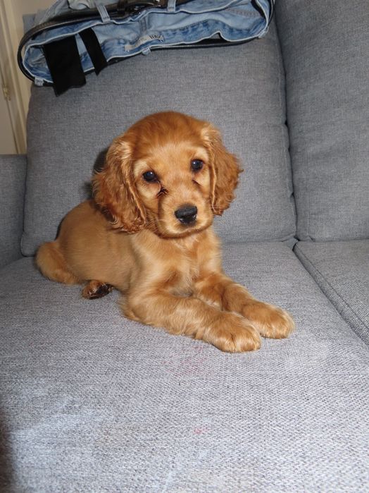 cocker spaniel Dourado