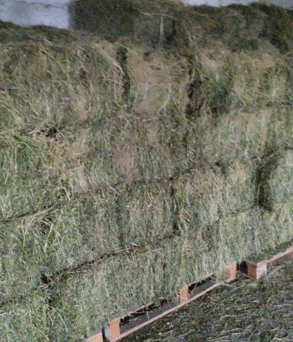 Продам люцерну в тюках