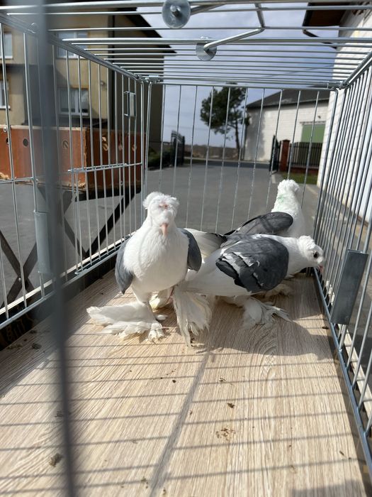 Skasonskie para i samiec