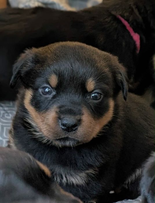 Adopcja psów rottweiler