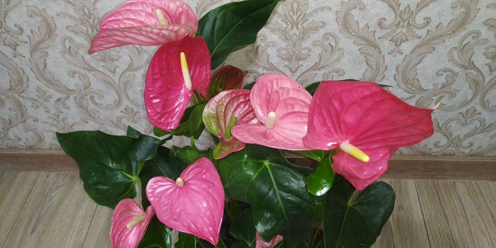 Антуріум Маine +рідкісні сорти