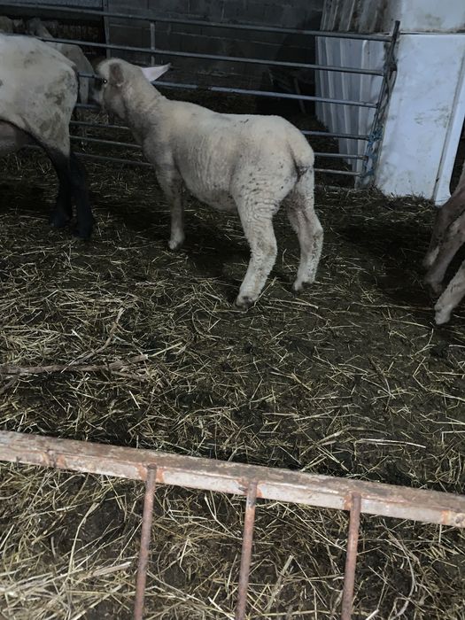 Borrego Macho ille france cruzado de sullfokue