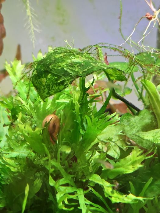 Planorbis  caracol para aquario água doce