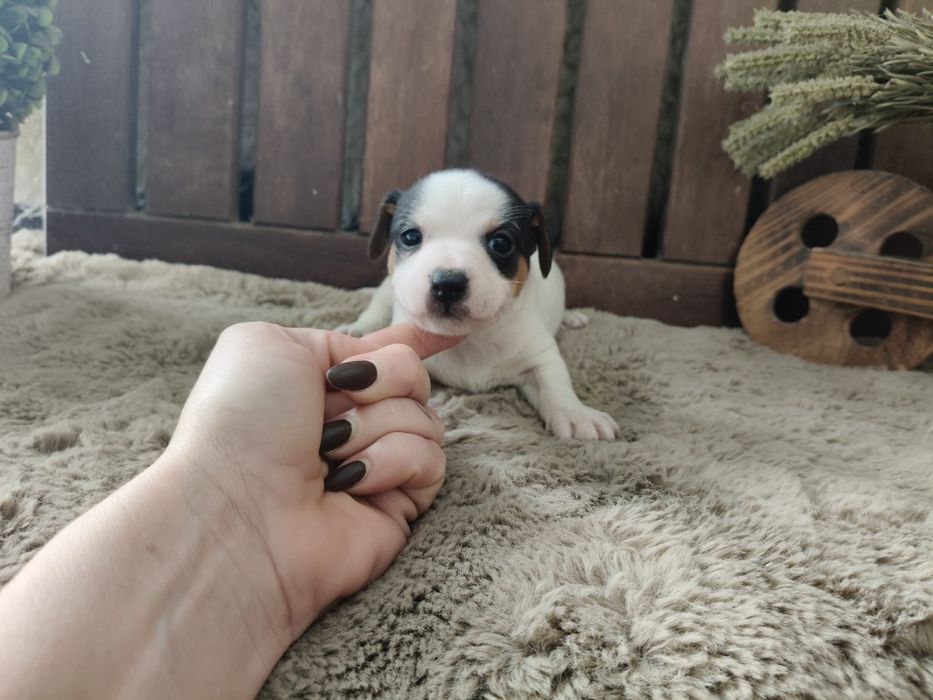 Jack Russell Terrier macho