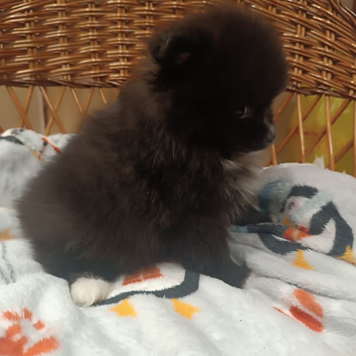 Szpic miniaturowy - suczka