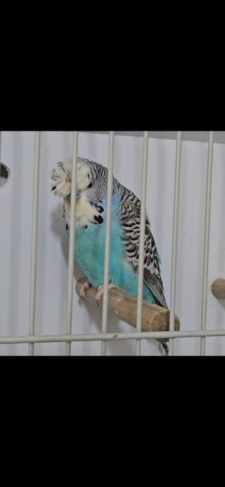 Aves para cedência