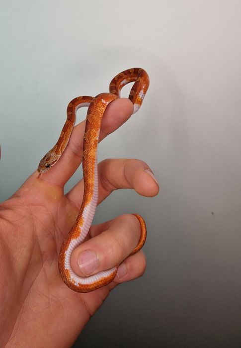 Wąż zbożowy bloodred pied het amel motley  samiec