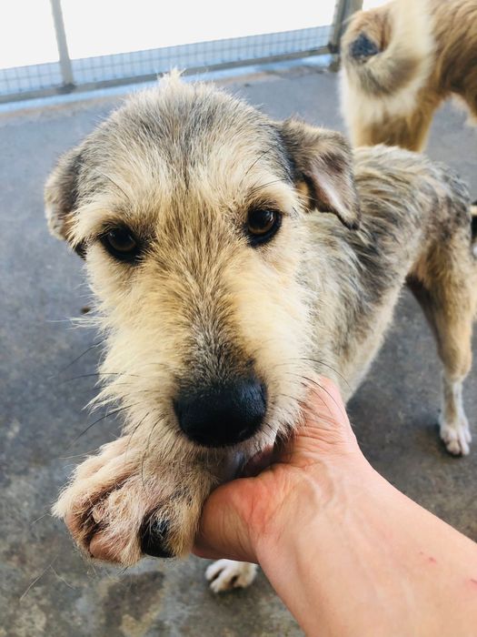Tom - cão jovem para adoção