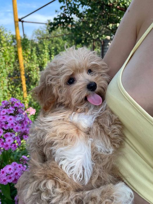 Дівчинка мальтипу F1