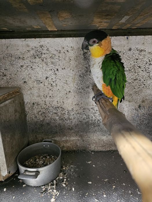 Marianinha de cabeça preta