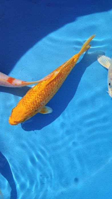 Carpas koi 10 a 18cm