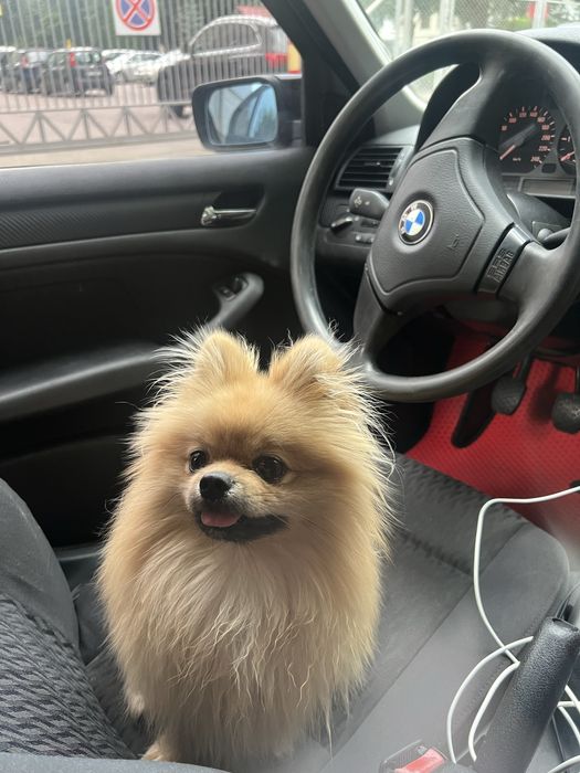 Померанський шпіць вʼявка