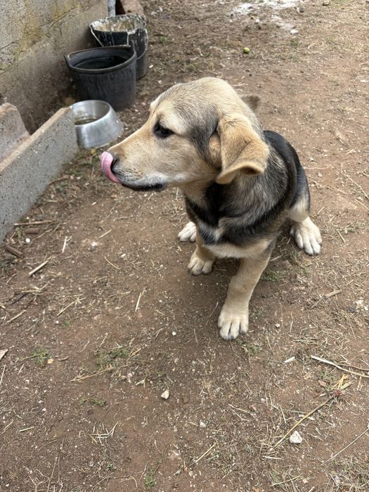 Cachorro com 3 meses