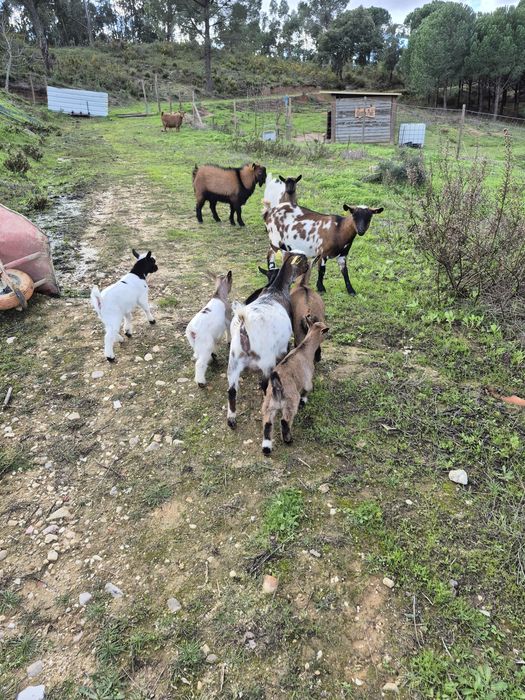 Cabras anã e cabritos s/cornos ideais para crianças e limpar terreno