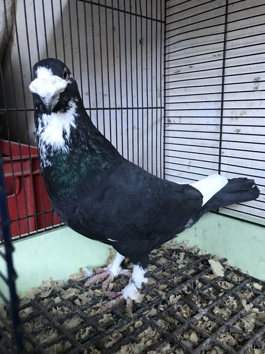 Gołębie staropolskie