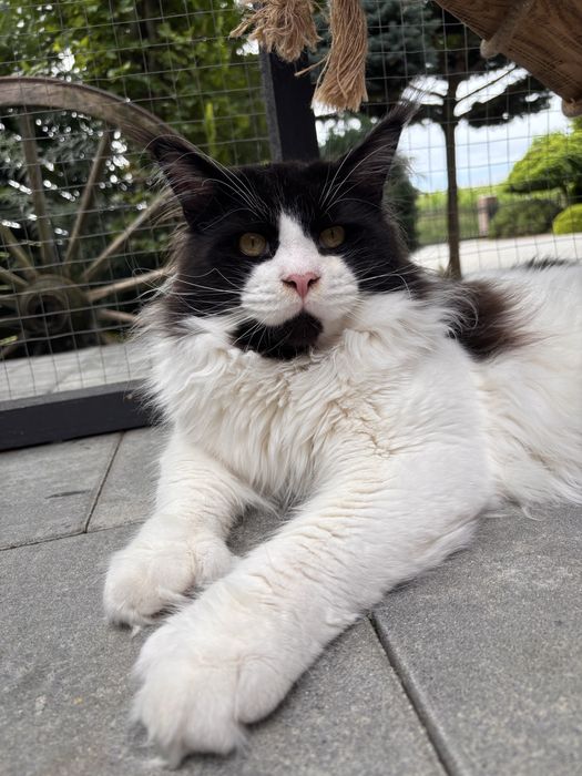 Roczny kocurek maine coon Rodowód FPL/FIFE opcja do hodowli