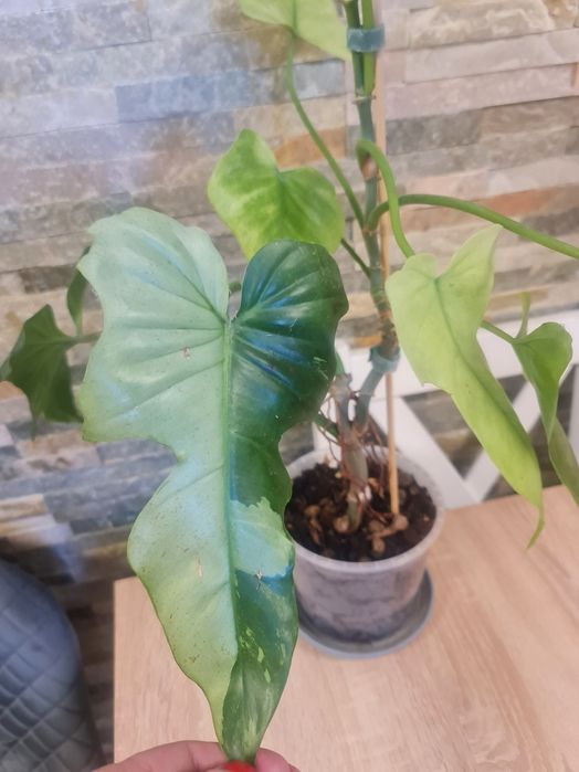 Philodendron Golden Dragon mint,cała roślina,61cm