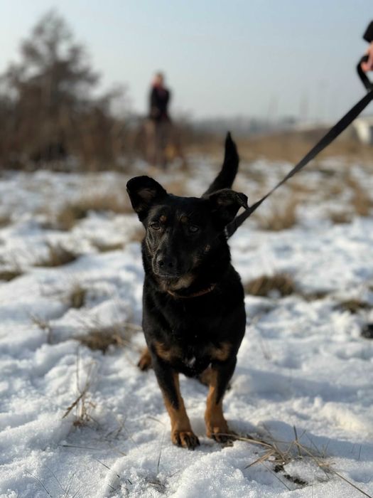Lidzia - czuła i proludzka sunia szuka domu tymczasowego!