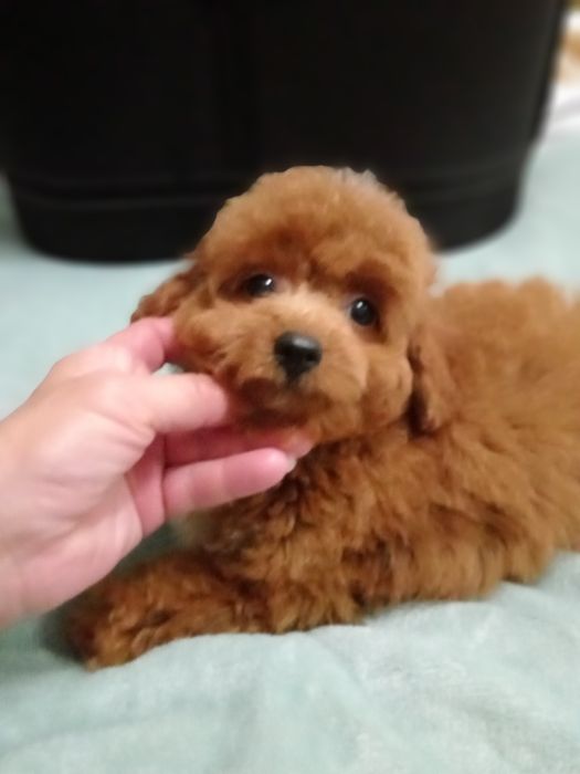 Яскравий малюк F2 Мальтіпу