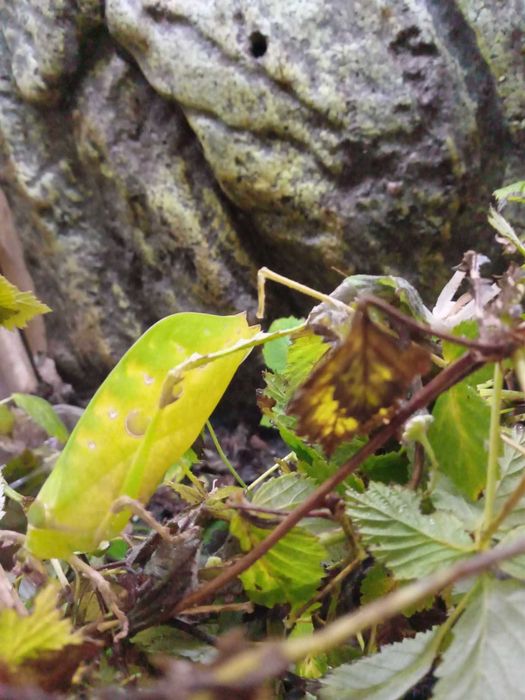 Pasikonik Ancylecha fenestrata