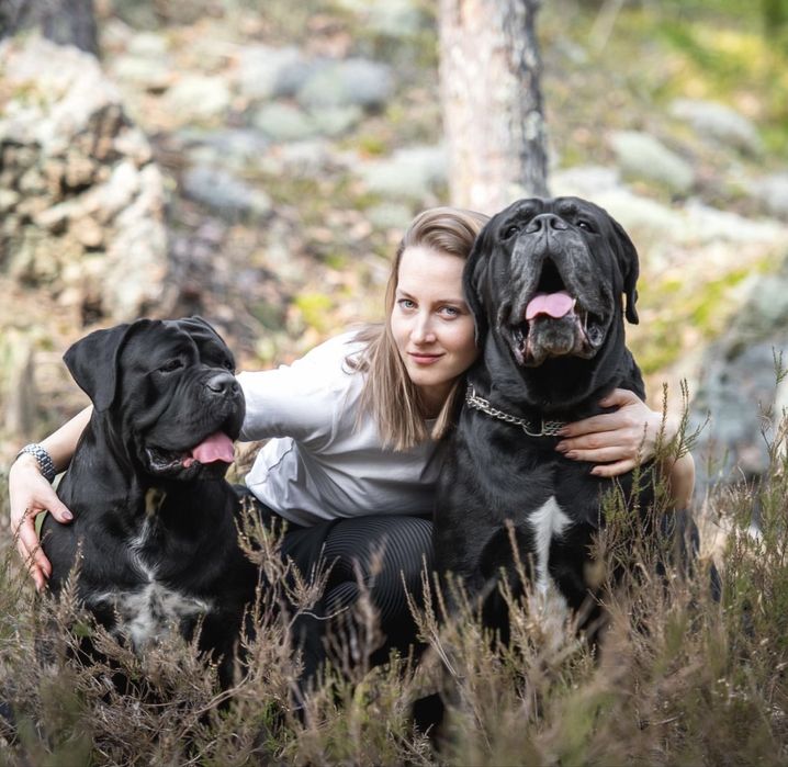 Братчик сестричка-Cane corso Italiano