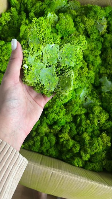 Mech chrobotek do decoracji wnętrz