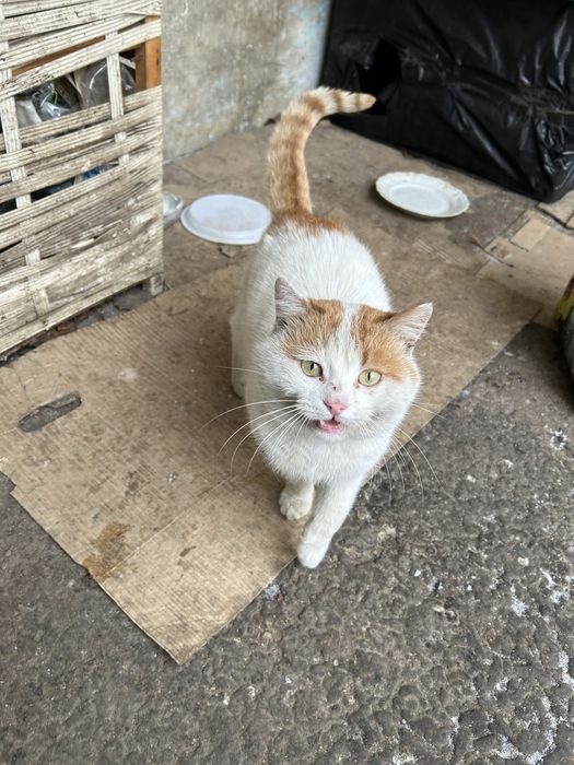 Котик Беляшик, бесплатно