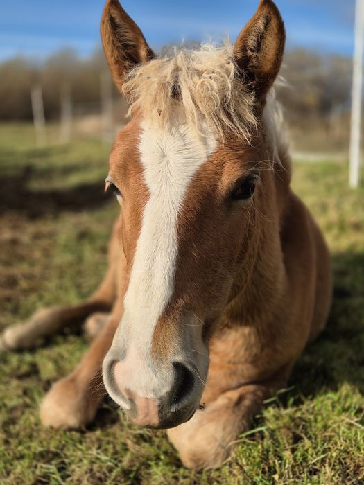 Klacz haflinger 8 miesięcy