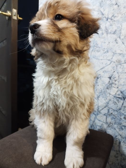 Отдам даром малышей