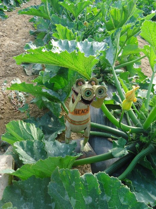 Sapo em pé com Binóculos