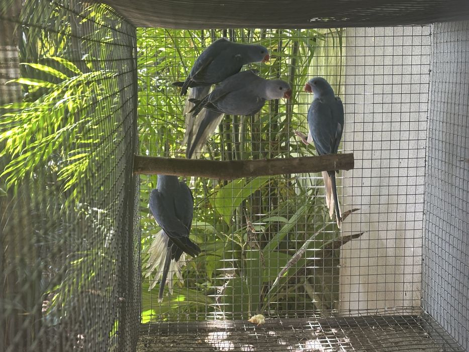 Ringnecks cleartail de 2025