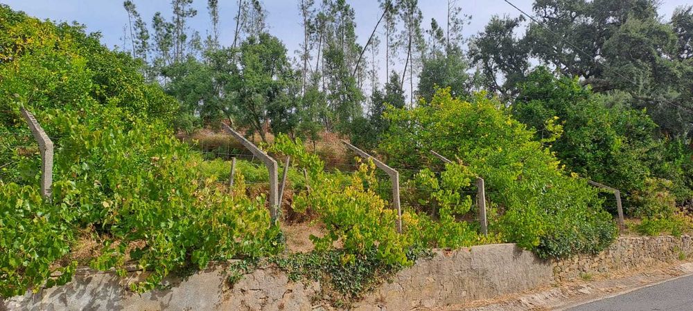 Quinta com 10 hectares, Cernache do Bonjardim, no Centro de Portugal.