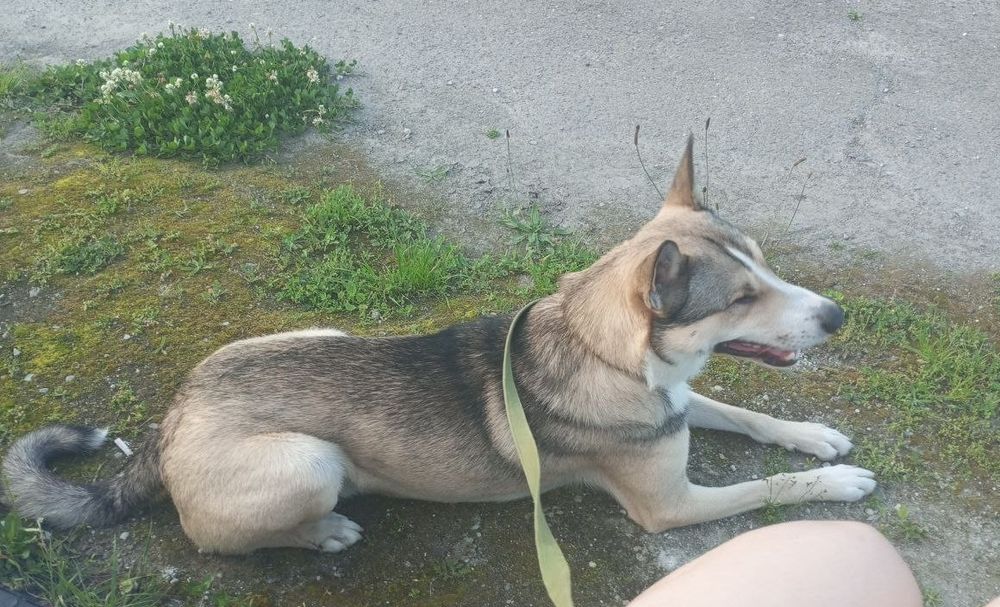 Загубився собака