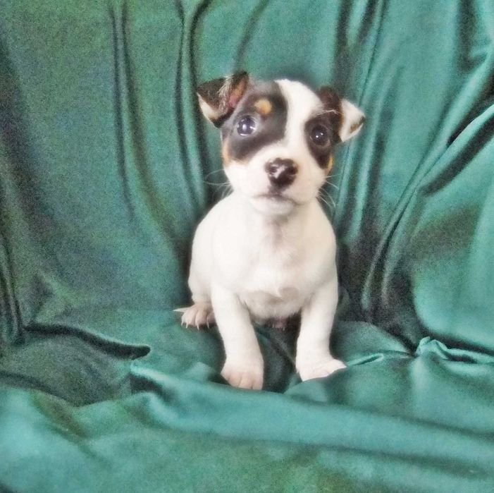 Jack Russel Terrier macho